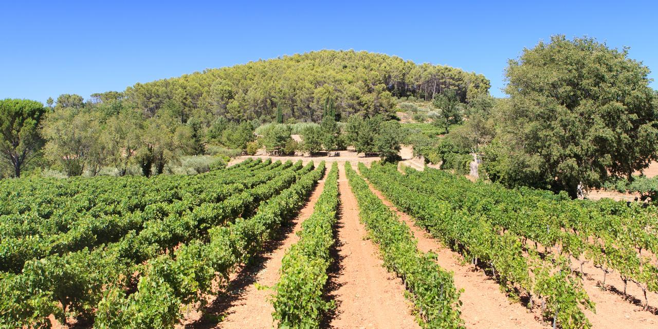 Domaine Du Clos D'Alari-Chambres D'Hotes Au Milieu Des Vignes Saint-Antonin-du-Var 외부 사진